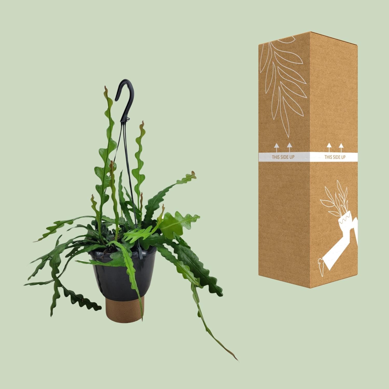 Epiphyllum Anguliger – Fishbone cactus met visgraatvormige bladeren in pot Ø14cm, hoogte 35cm – exotische en makkelijke kamerplant.
