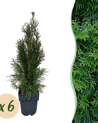 Groenblijvende haagplant voor dichte en strakke tuinafscheiding