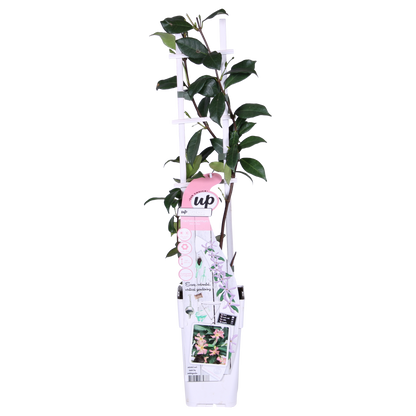 Geurende sterjasmijn klimplant met roze bloemen voor tuin of terras