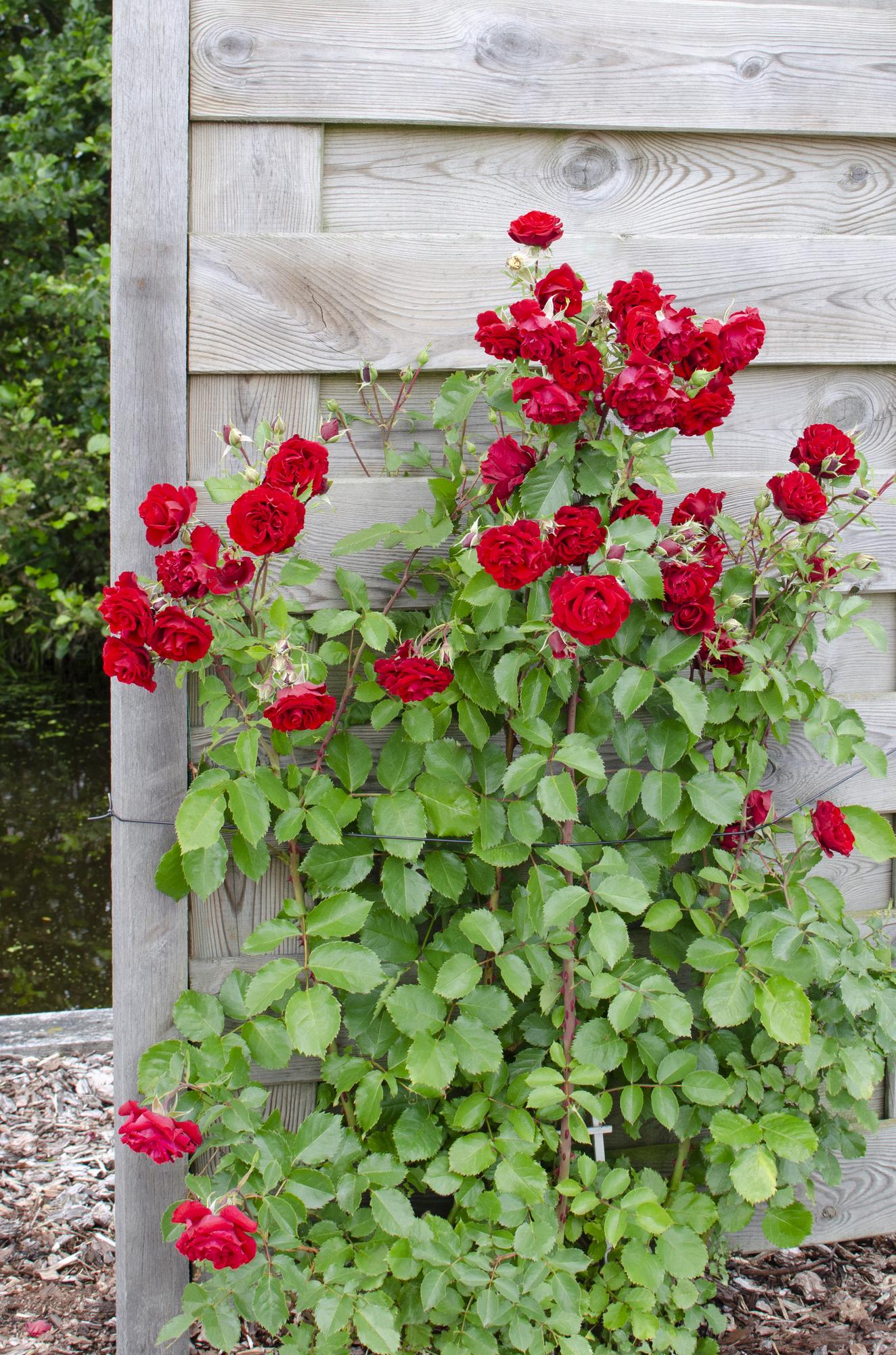 Klimrozen mix roze wit rood voor pergola of schutting. Rood - Red