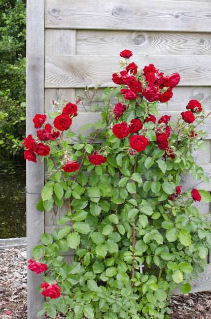 Klimrozen mix roze wit rood voor pergola of schutting. Rood - Red