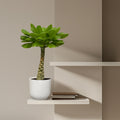 Brachychiton rupestris is een sterke kamerplant die je vaak als bonsai ziet. Zijn verdikte, kronkelige wortels zijn dan meestal opgetrokken vanwege hun decoratieve aanzien. Ook zijn stam is sterk verdikt. Daar dankt hij zijn Nederlandse naam aan: flessenboom