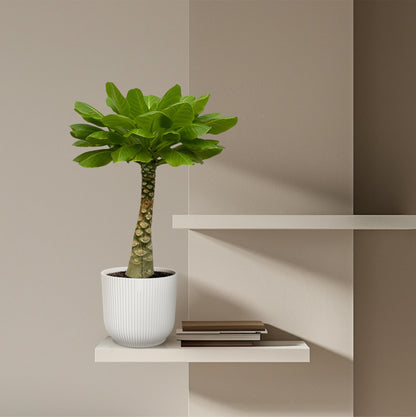 Birghamia Insignis -Hawaiiaanse palm