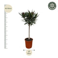Nerium Oleander on stem with red flower - 90cm - Ø22