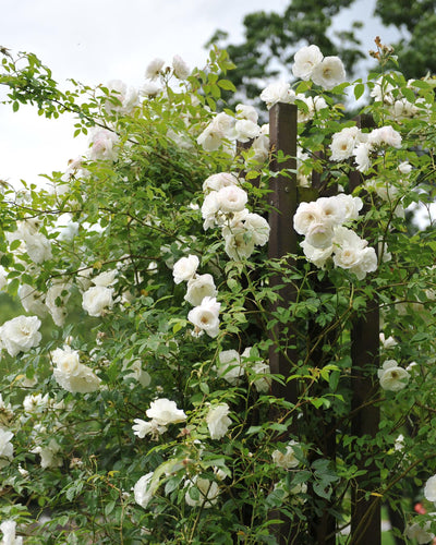 Witte klimroos met geurige bloemen voor zonnige tuinmuren