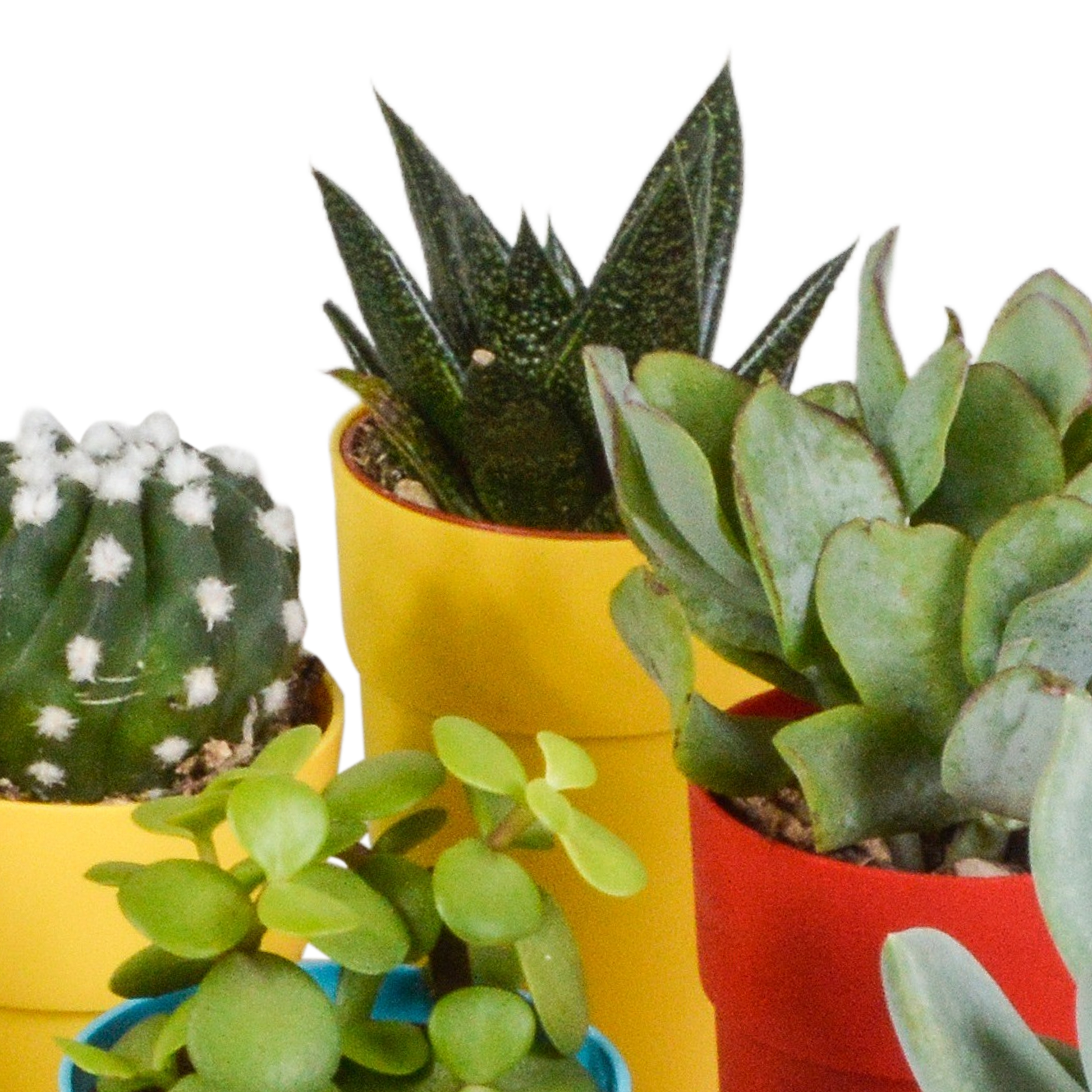 Mix van 15 cactussen en vetplanten in gekleurde plasticpotten – variatie in vorm, hoogte en kleur.