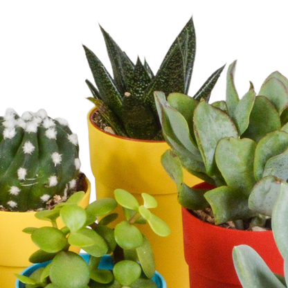 Mix van 15 cactussen en vetplanten in gekleurde plasticpotten – variatie in vorm, hoogte en kleur.