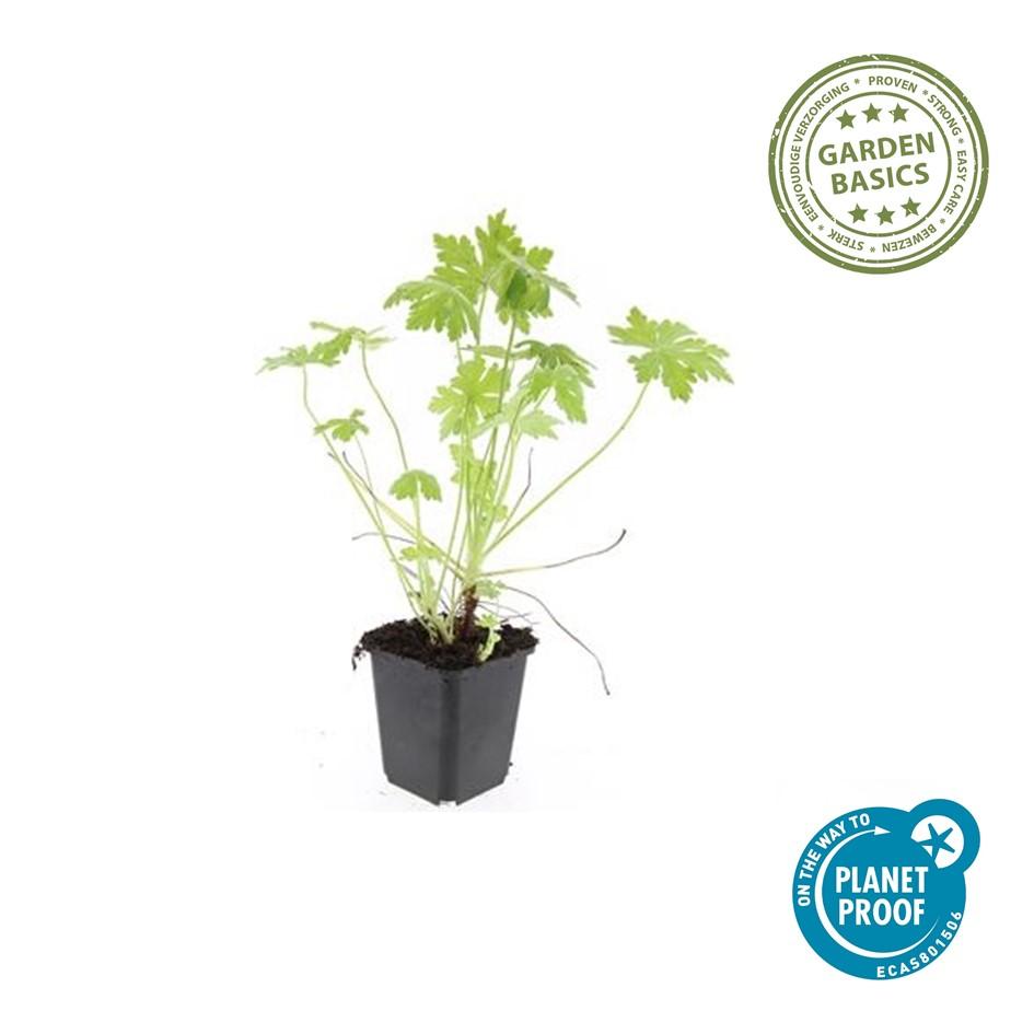 Geranium macrorrhizum – Sterke, winterharde bodembedekker met geurige bladeren en roze voorjaarsbloemen – Ideaal voor borders en schaduwrijke plekken."