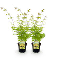 2x Acer palmatum Summergold | Outdoor plant | Japanese maple