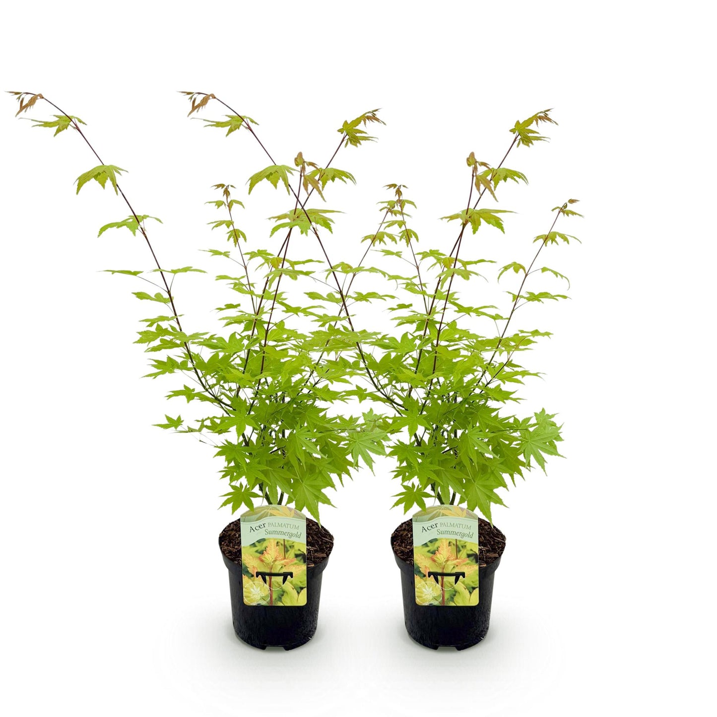 Japanse Esdoorn - Acer palmatum Summergold - Geel - 2 Planten