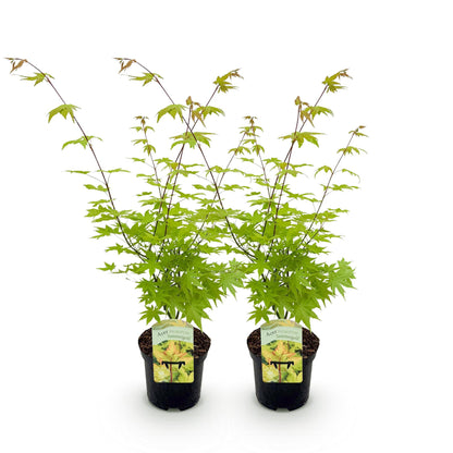 Japanse Esdoorn - Acer palmatum Summergold - Geel - 2 Planten