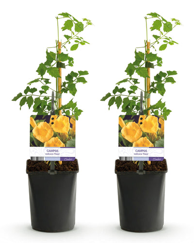 2 x Campsis radicans Flava | Trompetbloem | Geelbloeiend