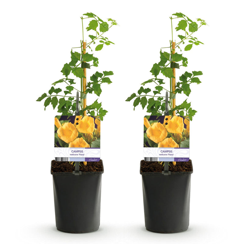 2 x Campsis radicans Flava | Trompetbloem | Geelbloeiend