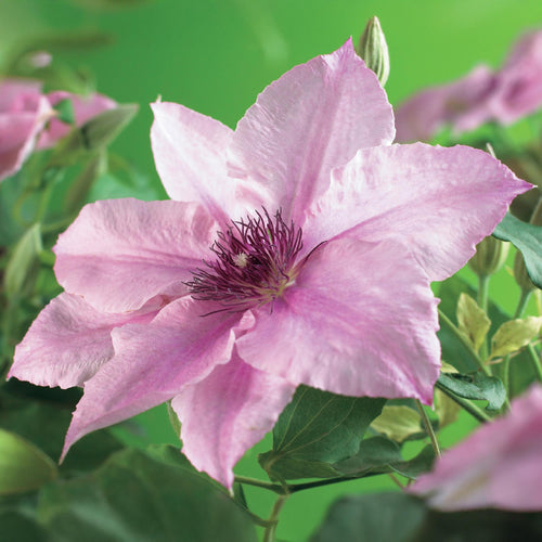 Roze bloeiende clematis klimplant voor zonnige tuin