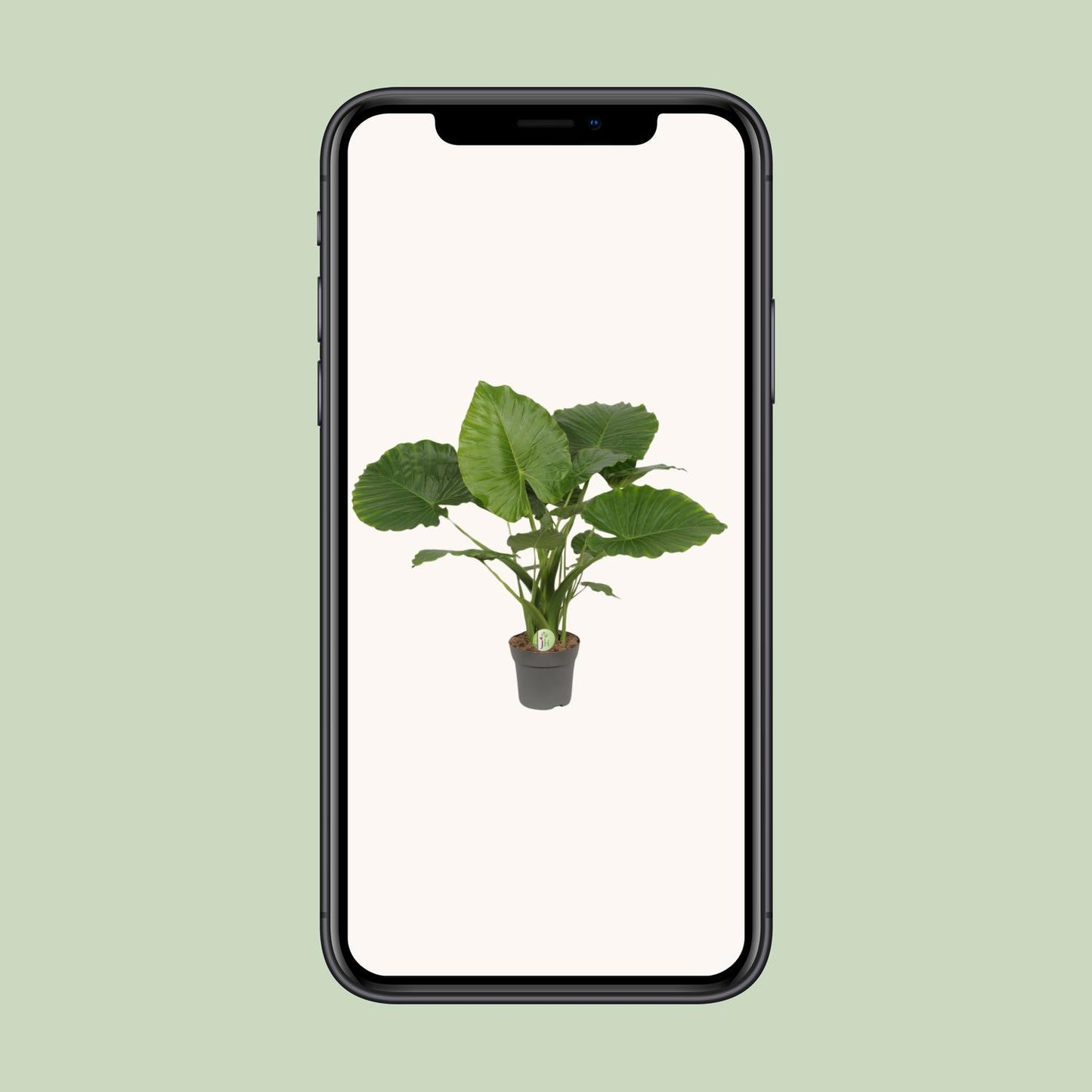 Alocasia Gageana California | Kamerplant