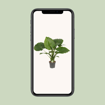 Alocasia Gageana California | Kamerplant