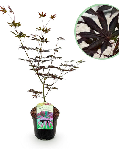 Acer palmatum ‘Trompenburg’ – Spectaculaire herfstkleuren