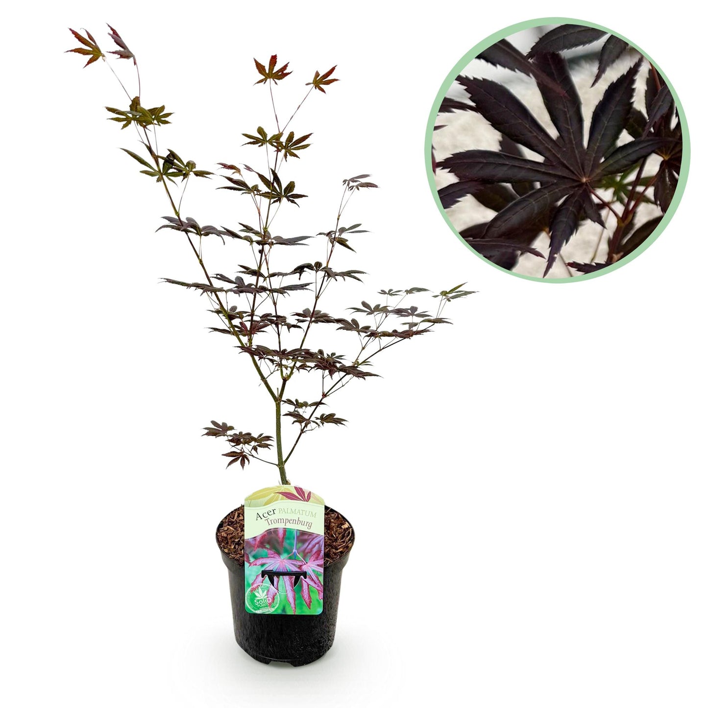 Acer palmatum ‘Trompenburg’ – Japanse esdoorn met rode herfstkleuren