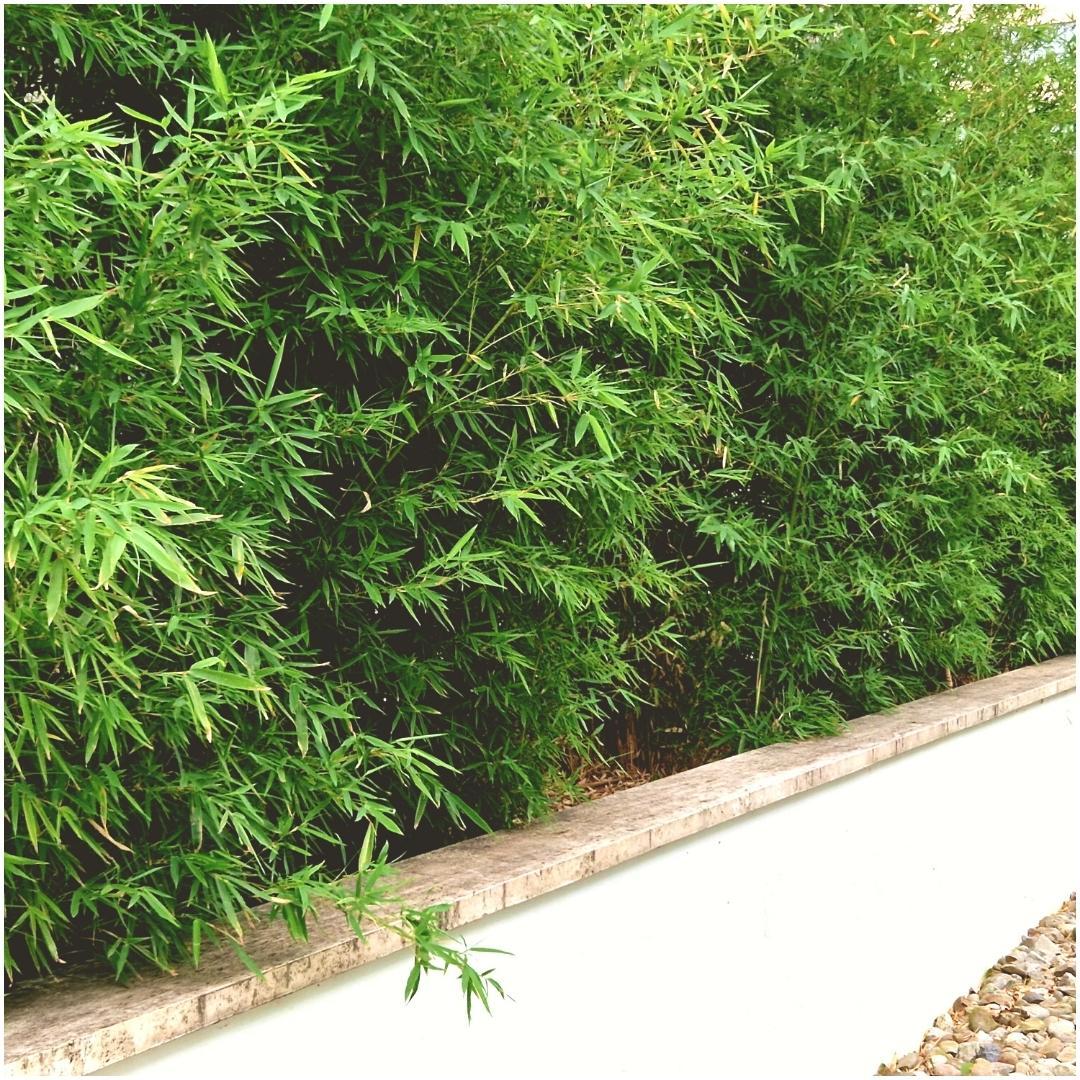 6 x Fargesia Rufa | Bamboe haagplant | niet woekerend