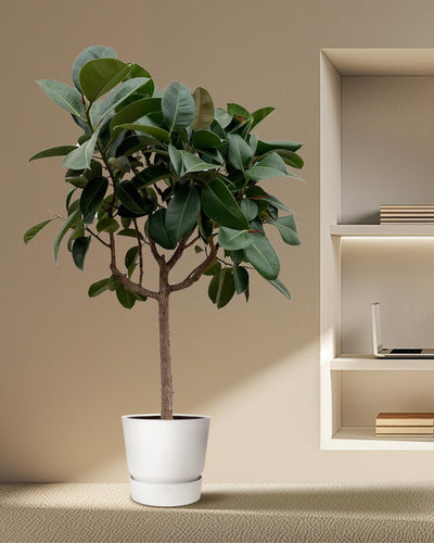 Grote groene kamerplant met glanzende stevige bladeren.