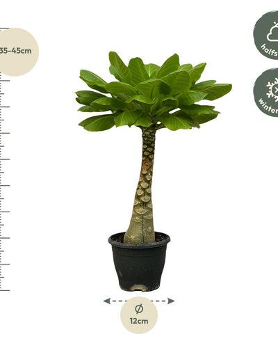 Brachychiton rupestris is een sterke kamerplant die je vaak als bonsai ziet. Zijn verdikte, kronkelige wortels zijn dan meestal opgetrokken vanwege hun decoratieve aanzien. Ook zijn stam is sterk verdikt. Daar dankt hij zijn Nederlandse naam aan: flessenboom