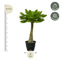 Brachychiton rupestris is een sterke kamerplant die je vaak als bonsai ziet. Zijn verdikte, kronkelige wortels zijn dan meestal opgetrokken vanwege hun decoratieve aanzien. Ook zijn stam is sterk verdikt. Daar dankt hij zijn Nederlandse naam aan: flessenboom