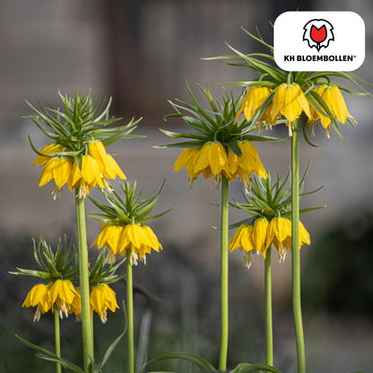 Fritillaria imperialis Lutea – Keizerskroon met zwavelgele klokbloemen op stevige steel, 5 bloembollen tuin. Planttoday