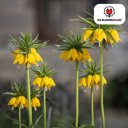 Fritillaria imperialis Lutea – Keizerskroon met zwavelgele klokbloemen op stevige steel, 5 bloembollen tuin. Planttoday