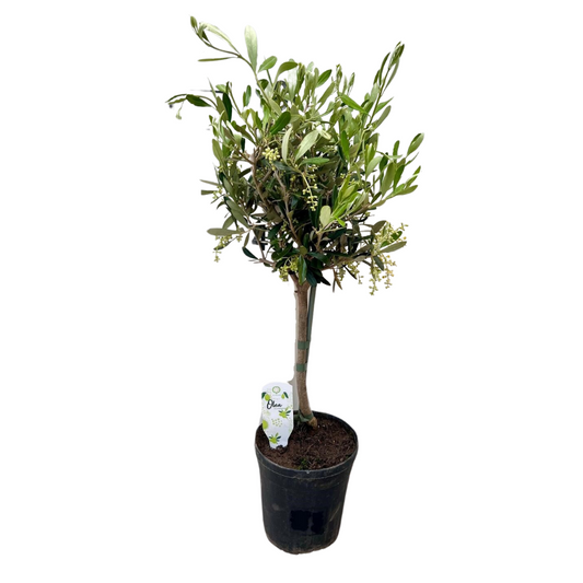 Olea Olijfboom - Potmaat Ø15cm - Hoogte ↕60cm. bij Planttoday