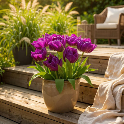 Tulipa 'Double Lilac' Buitenplant | Tulp Paars