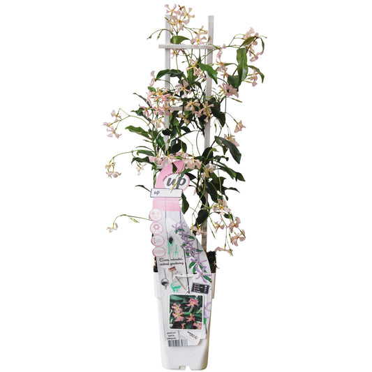 Geurende roze sterjasmijn klimplant voor tuin en terras. Planttoday