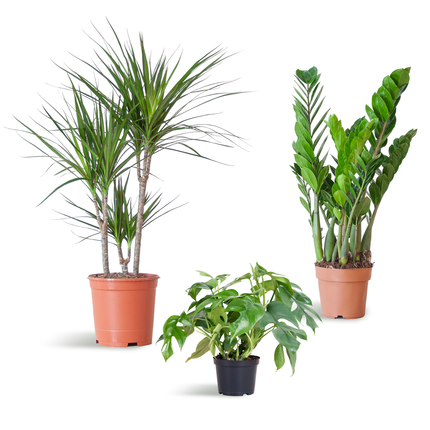 3 x Schaduw Plantenbox | Kamerplanten | zonder sierpot