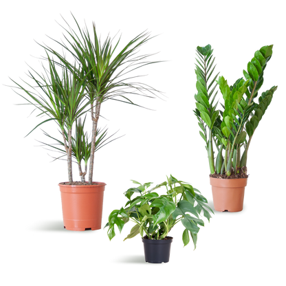 3 x Schaduw Plantenbox | Kamerplanten | zonder sierpot