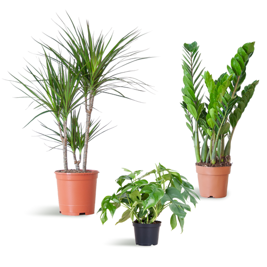 3 x Schaduw Plantenbox | Kamerplanten | zonder sierpot