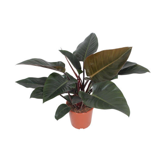 Philodendron Congo Red in potmaat 27 cm – kamerplant met glanzende groene bladeren en rode onderzijden
