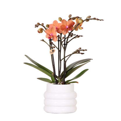 Oranje Phalaenopsis ‘Bolzano’ orchidee met 2 à 3 bloemtakken in een matte witte Bubble sierpot van keramiek – bloeiende kamerplant op tafel in modern interieur.