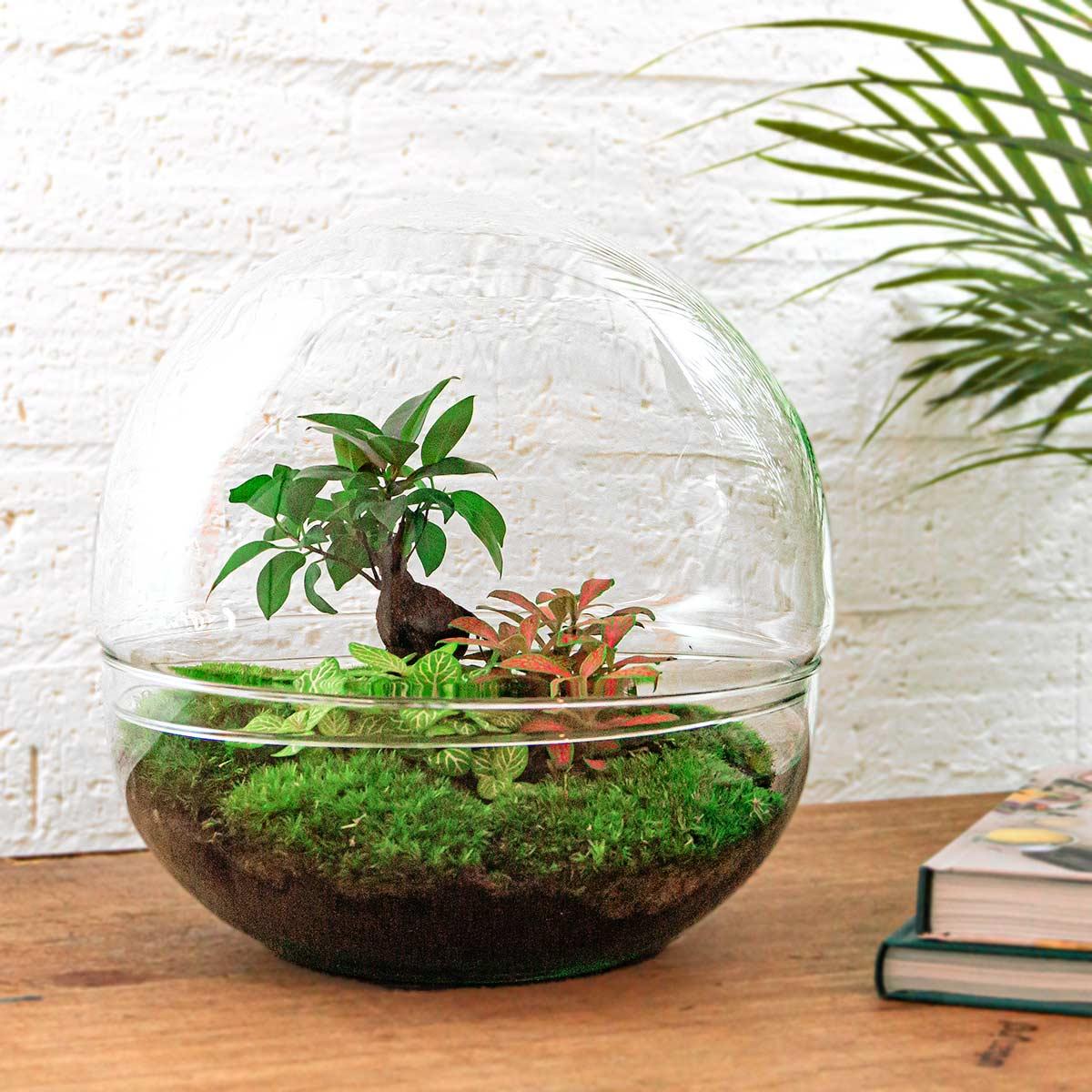 DIY terrarium met bonsai en fittonia voor interieur. Blackfriday
