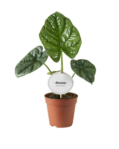 Alocasia Lukiwan Kamerplant | Alocasia - Planttoday