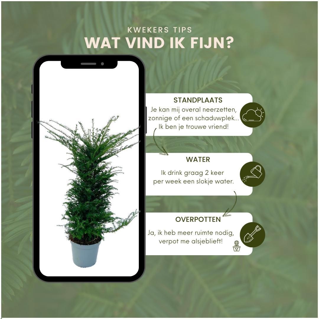 Taxus ‘Baccata’ – set van 20 haagplanten (100–125 cm) in 12L potten, wintergroene Venijnboom voor 10 meter dichte, klassieke haag.