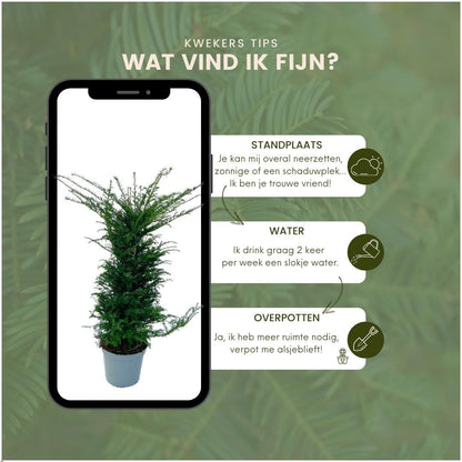 Taxus ‘Baccata’ – set van 20 haagplanten (100–125 cm) in 12L potten, wintergroene Venijnboom voor 10 meter dichte, klassieke haag.