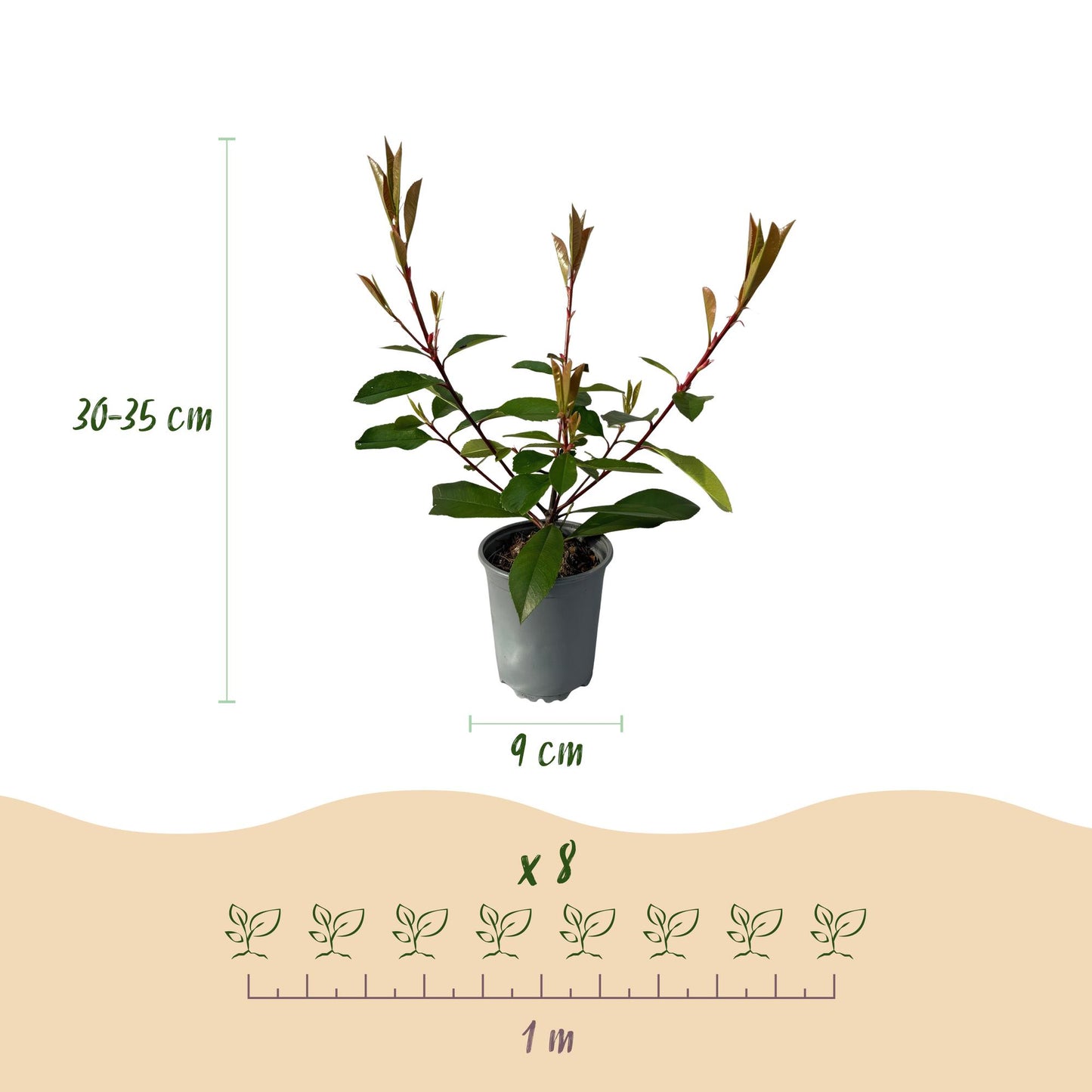 Photnia fraseri Red Robin - blad rood groen  - 8 planten - 1 strekkende meter - groenblijvend - Haagplant- pot 9cm hoogte 30-35cm