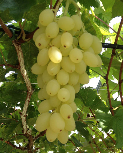 2 x Vitis vinifera ‘Lakemont’ | Druivenplant goudgeel