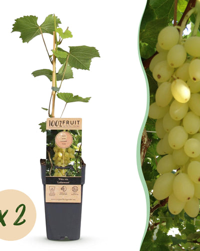 2 x Vitis vinifera ‘Lakemont’ | Druivenplant goudgeel