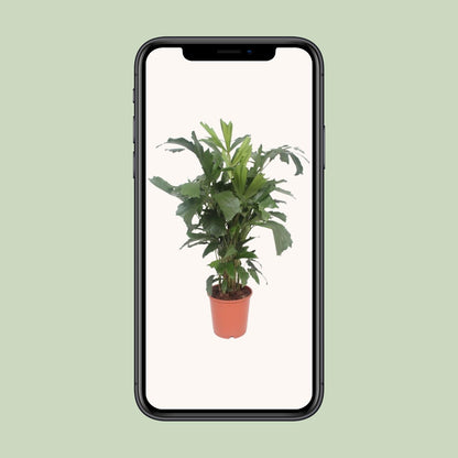 Caryota mitis |  Kamerplant | Vissenstaartpalm