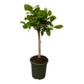 Ficus Altissimo Variegata kamerplant – 100 cm hoog, Ø24 cm, met glanzende donkergroen-crèmekleurige bladeren