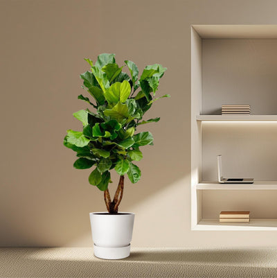 icus Lyrata Vertakt XL – 200 cm hoog, Ø32 cm pot, grote vioolvormige bladeren bij Planttoday