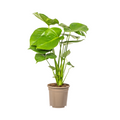 Monstera Deliciosa Tauerii | Kamerplant | Gatenplant