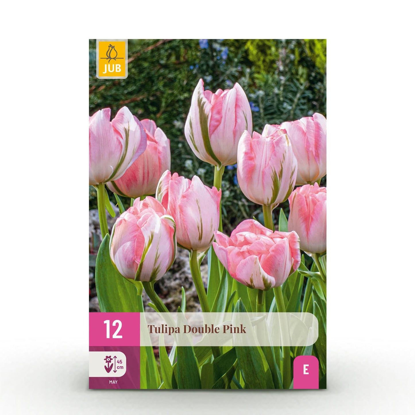 Roze Double Pink tulpenbollen 12 stuks, bolmaat 11/12, luxe dubbele tulp voor border en bloembak