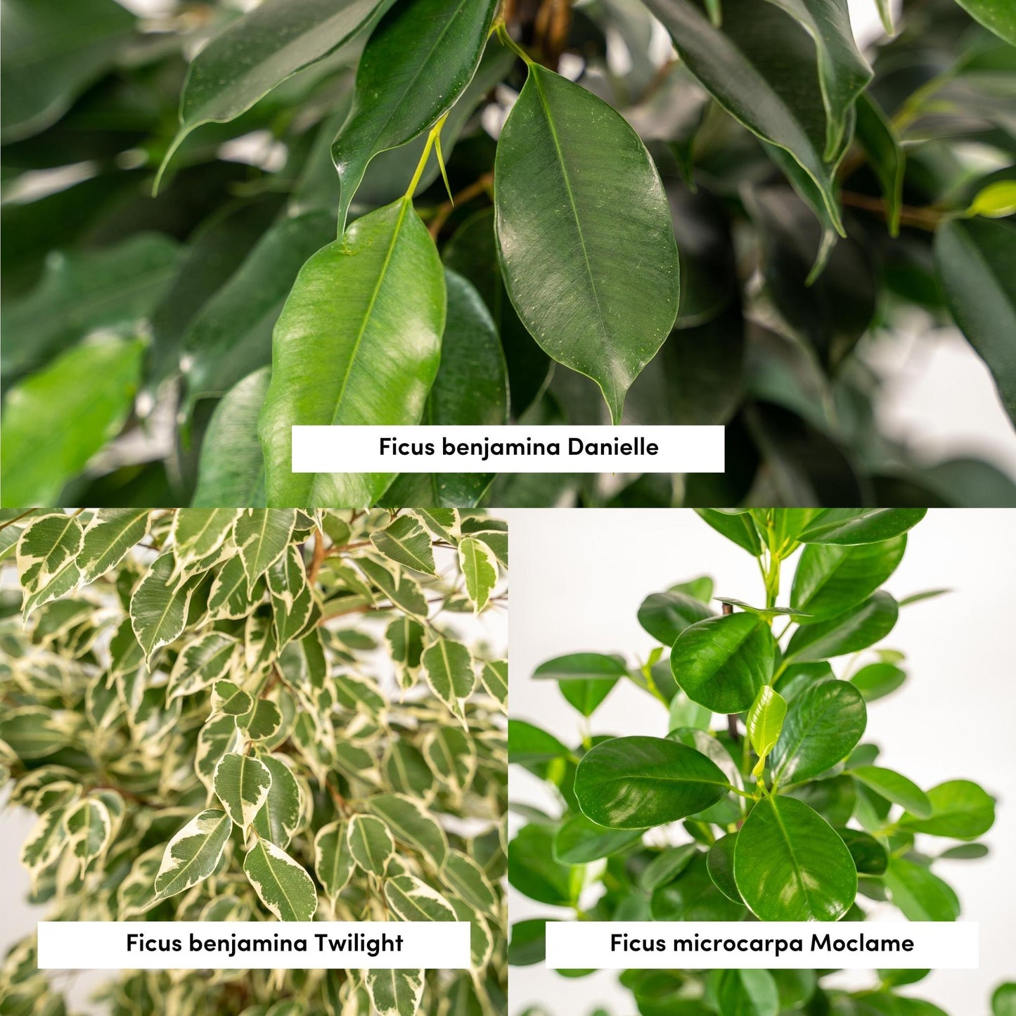 Ficus Benjamina & Microcarpa Mix | Kamerplant