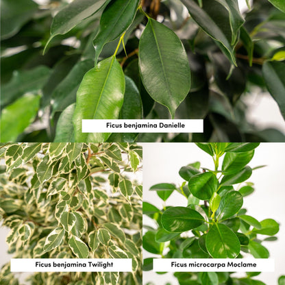 Ficus Benjamina & Microcarpa Mix | Kamerplant